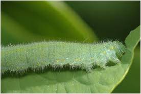 cabbage white caterpillar
