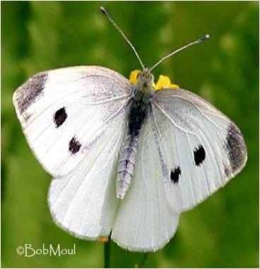 cabbage white female butterly