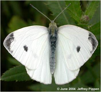 cabbage white male butterfly
