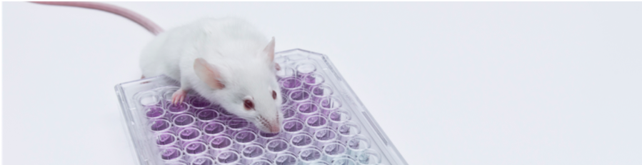 Image showing lab rat