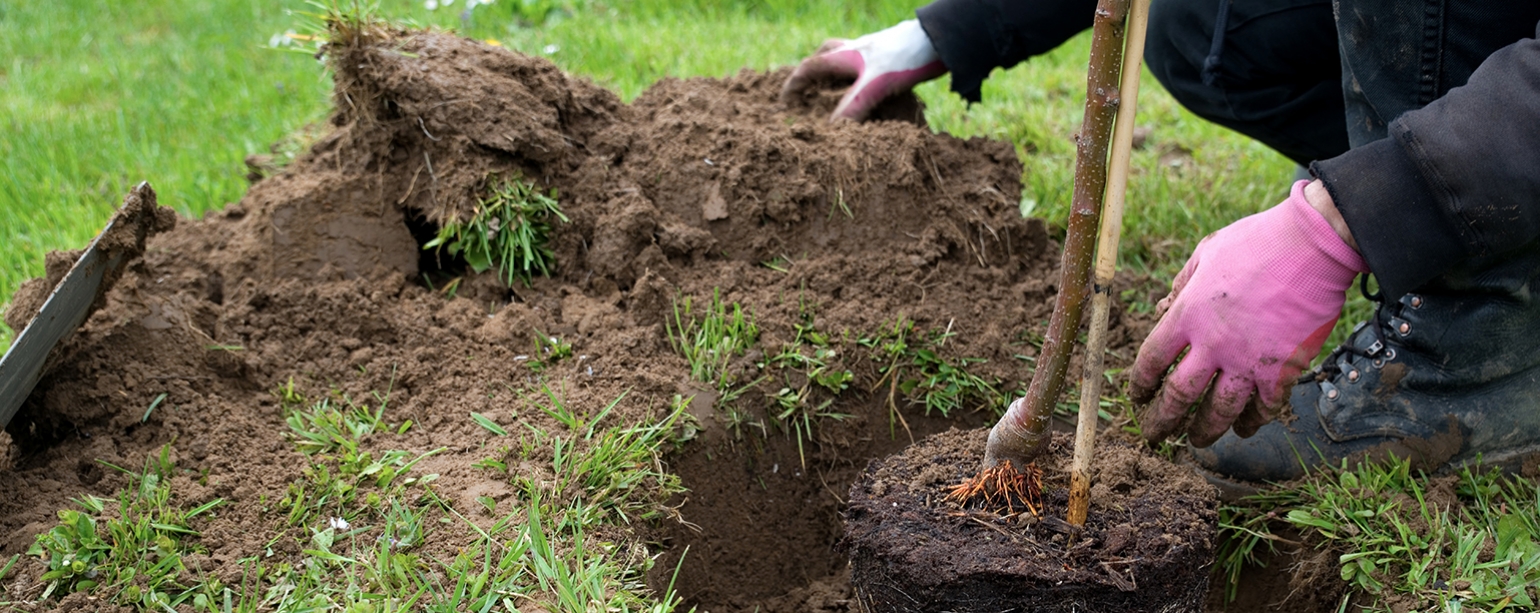 hands planting tree