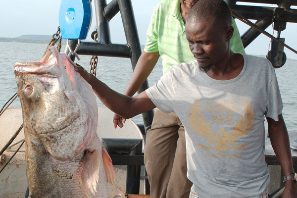 fisher holding large Nile perch