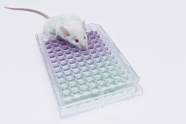 mouse in experiment