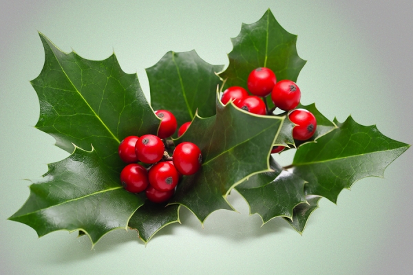 holly leaves and berries