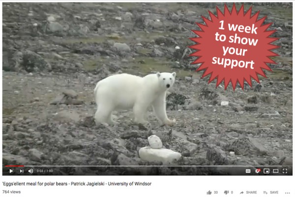 Patrick Jagielski’s polar bear video