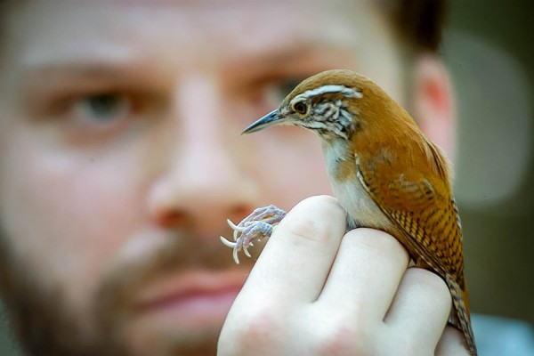 Dan Mennill holding tropical wren