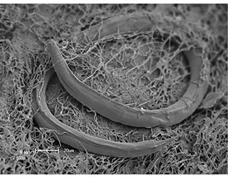 A microscopic nematode identified as Poikilolaimus oxycercus was discovered in samples taken from Kopanang Mine in South Africa.