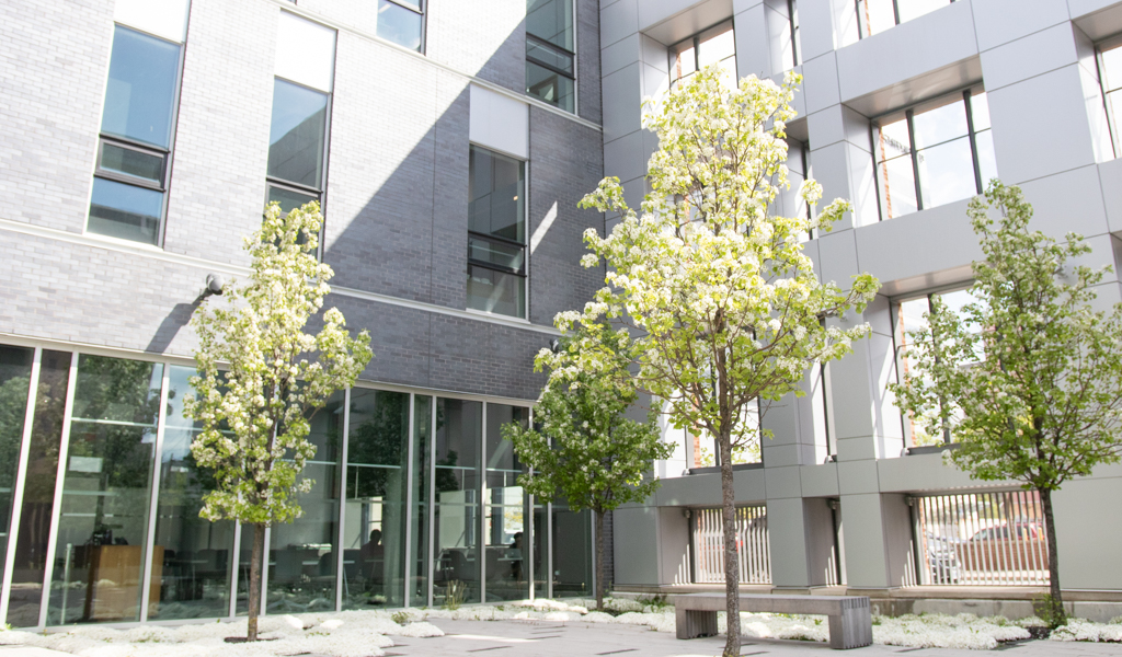 Nine Chanticleer Pear trees fill the courtyard at the University of Windsor's School of Creative Arts in homage to the Jesuit pear trees that once flourished in this region.