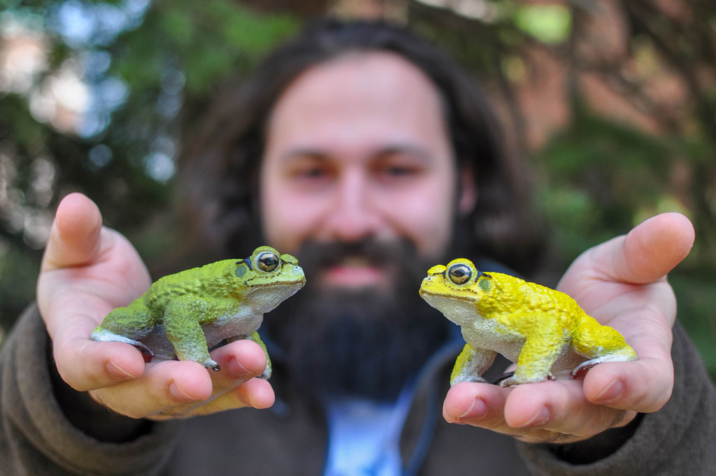 UWindsor biological sciences master's student Lincoln Savi displays his 3D printed Neotropical Yellow Toads.
