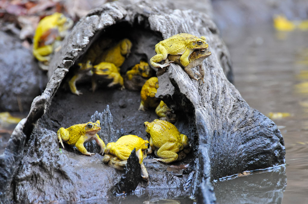 The male Neotropical Yellow Toad changes from a dull brown to a vibrant lemon-yellow during the short mating season.