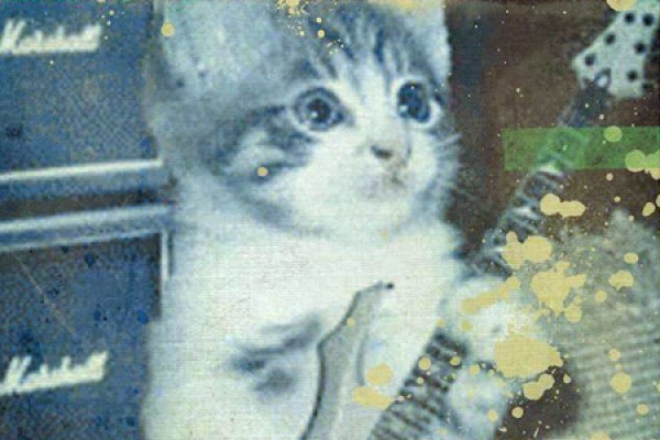 Kitten apparently playing guitar