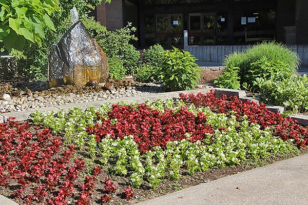 Planting of begonias in colours and shape of Canadian flag.