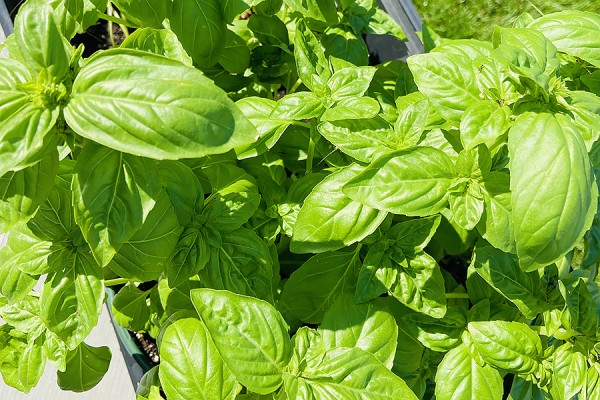 photo of basil growing in planters