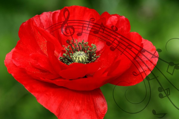 poppy flower