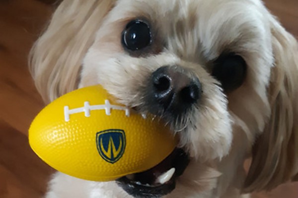 dog holding miniature football with Lancer shield