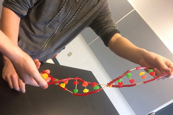 DNA model made of licorice and jujubes