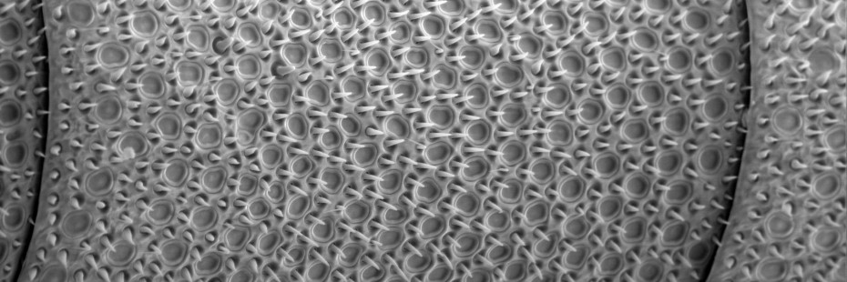 electron microscope image of a bee antenna