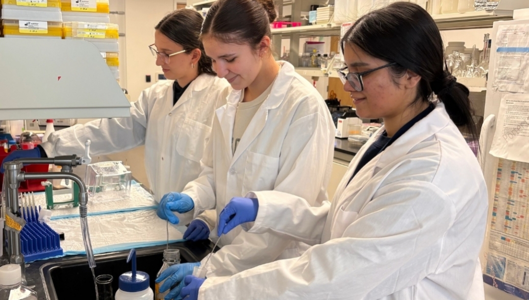 Undergraduate researchers