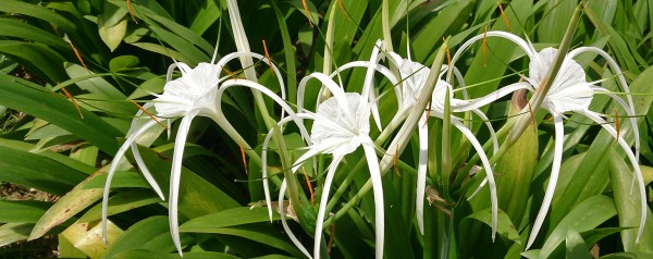Hawaiian spider lily
