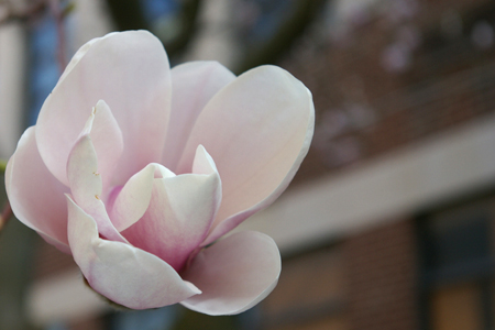 Single magnolia blossom