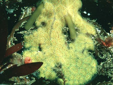 Sea squirt colony