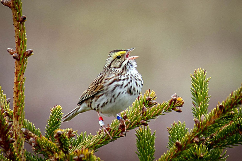 A Savannah Sparrow is pictured on Kent Island.