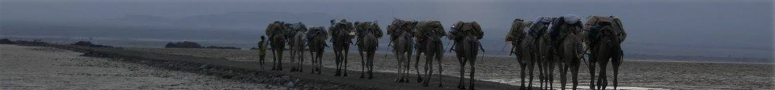 Camel Caravan