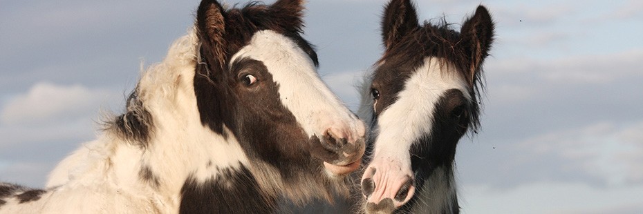 Shaggy black and white Ponies at play