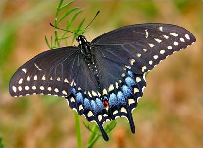 Female Black Swallowtail Butterfly