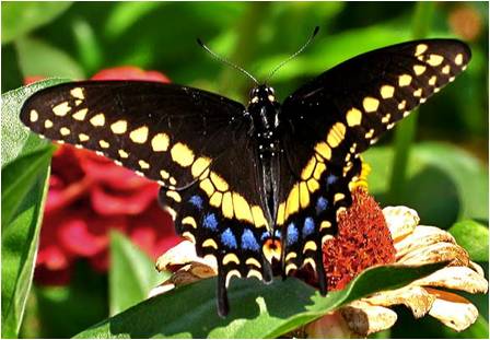 Male Black Swallowtail Butterfly
