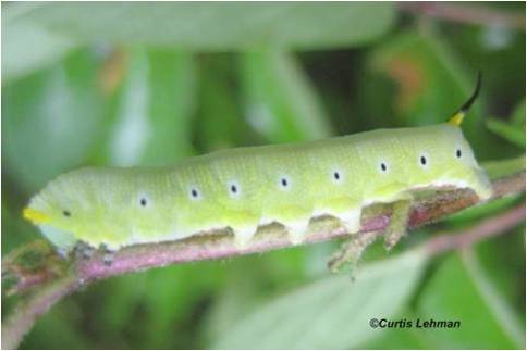 snowberry clearwing caterpillar