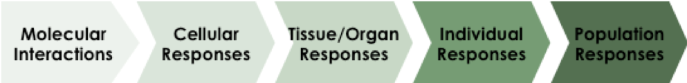 Molecular Interactions - Cellular Responses - Tissue / Organ Responses - Individual Responses - Population Responses