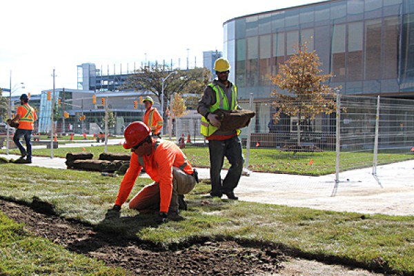 Workers laying sod