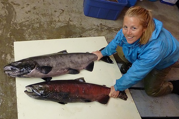 Doctoral student Sarah Lehnert displays specimens of white and red Chinook salmon.