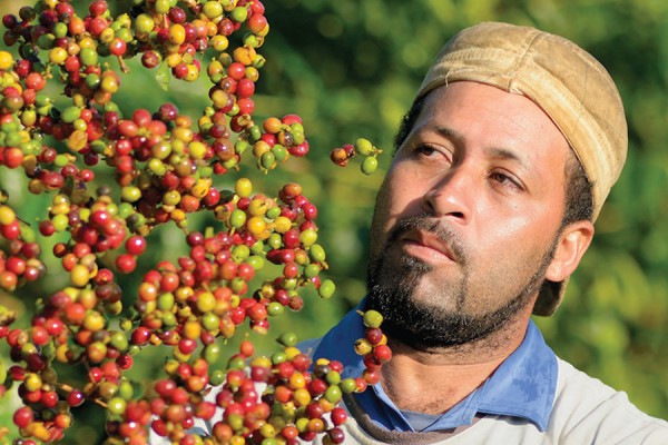 man picking coffee beans