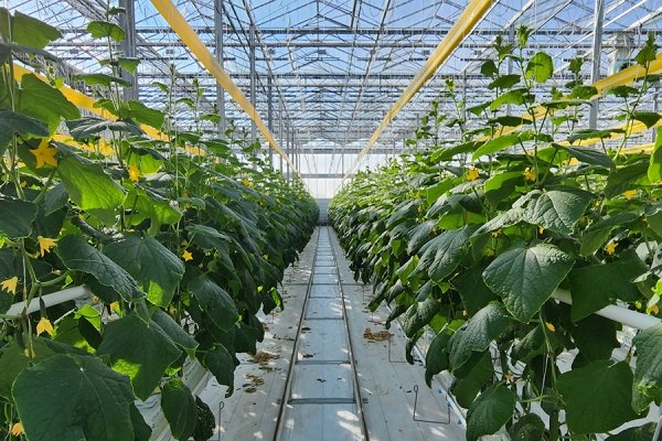 greenhouse lab growing cucumbers
