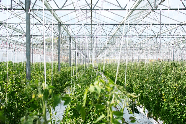 greenhouse growing tomatoes