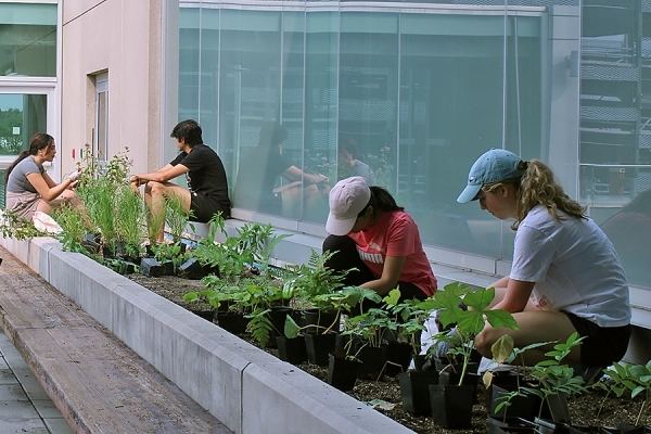 students placing plants in garden bed