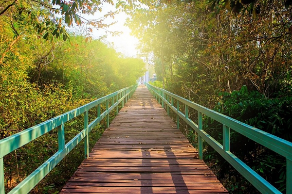 boardwalk through woods