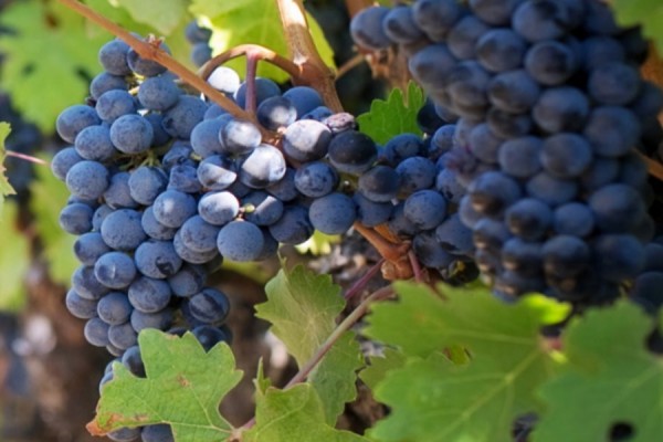 wine grapes on the vine