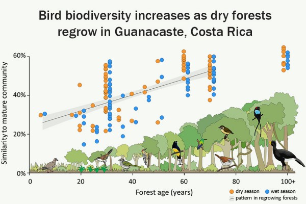 An infographic describes the increase in bird biodiversity as forests regrow in northwestern Costa Rica.