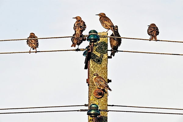 birds on power lines