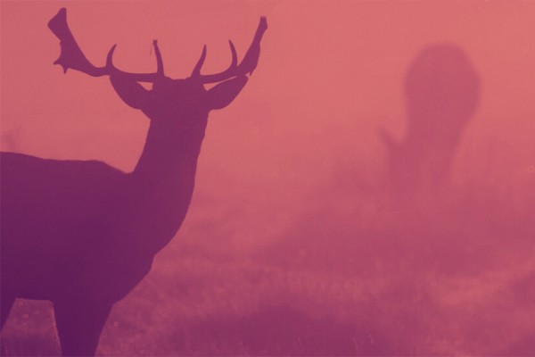 deer in silhouette