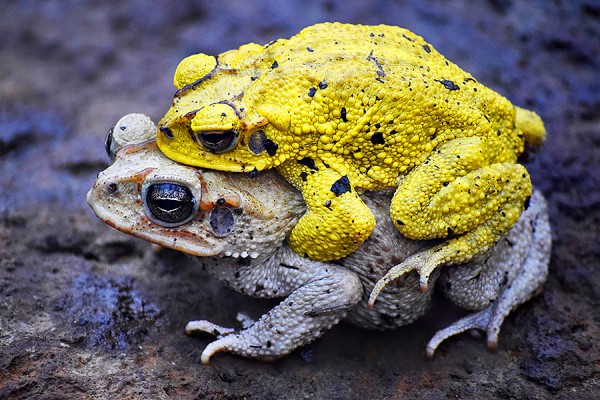 photo of neotropical toad