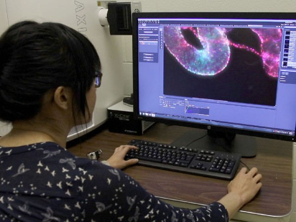 The Karpowicz Lab is studying the circadian rhythms of intestinal stem cells to see how it influences the growth of cancer cells.