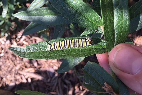 Gardener Aaron Dickau holds a milkweed leaf supporting a monarch caterpillar.