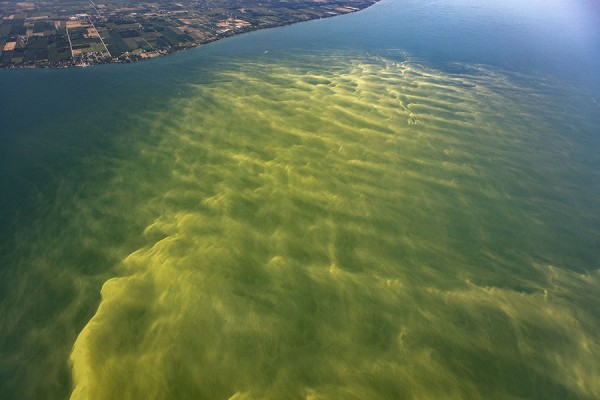 A harmful algal bloom in the western basin of Lake Erie in August 201