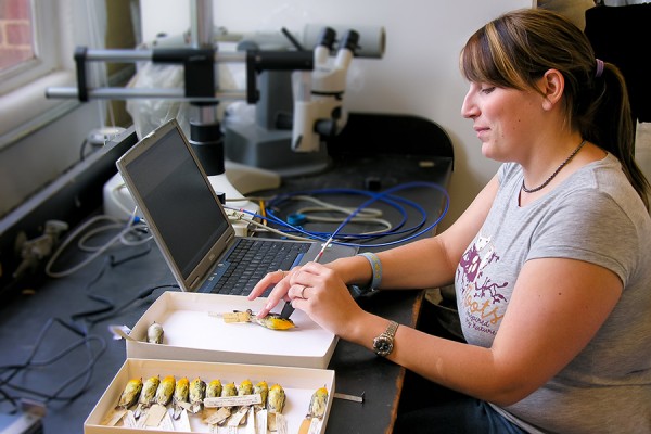 Allison Mistakidis uses a spectrophotometer to measure the plumage colour of a museum specimen of a warbler.