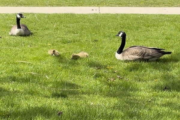 family of geese sitting on green grass