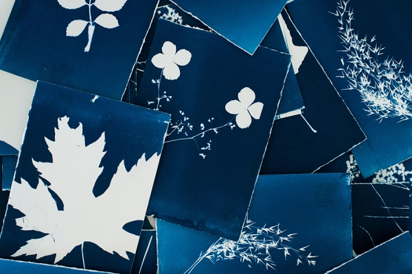 cyanotype prints of leaves